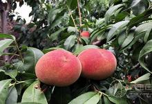 夏季吃桃子五大禁忌 多病體虛的病人不宜食用